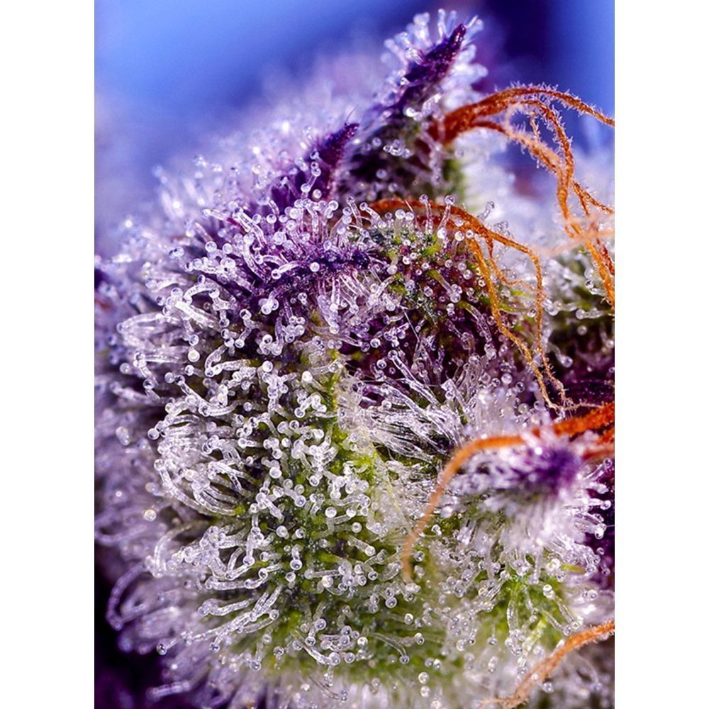 Sweet Seeds Diablo's Delight XL Automatic Hanfsamen Cannabisblüte