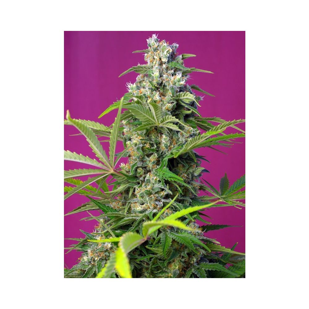 Sweet Seeds Gorilla Girl Feminisierte Hanfsamen