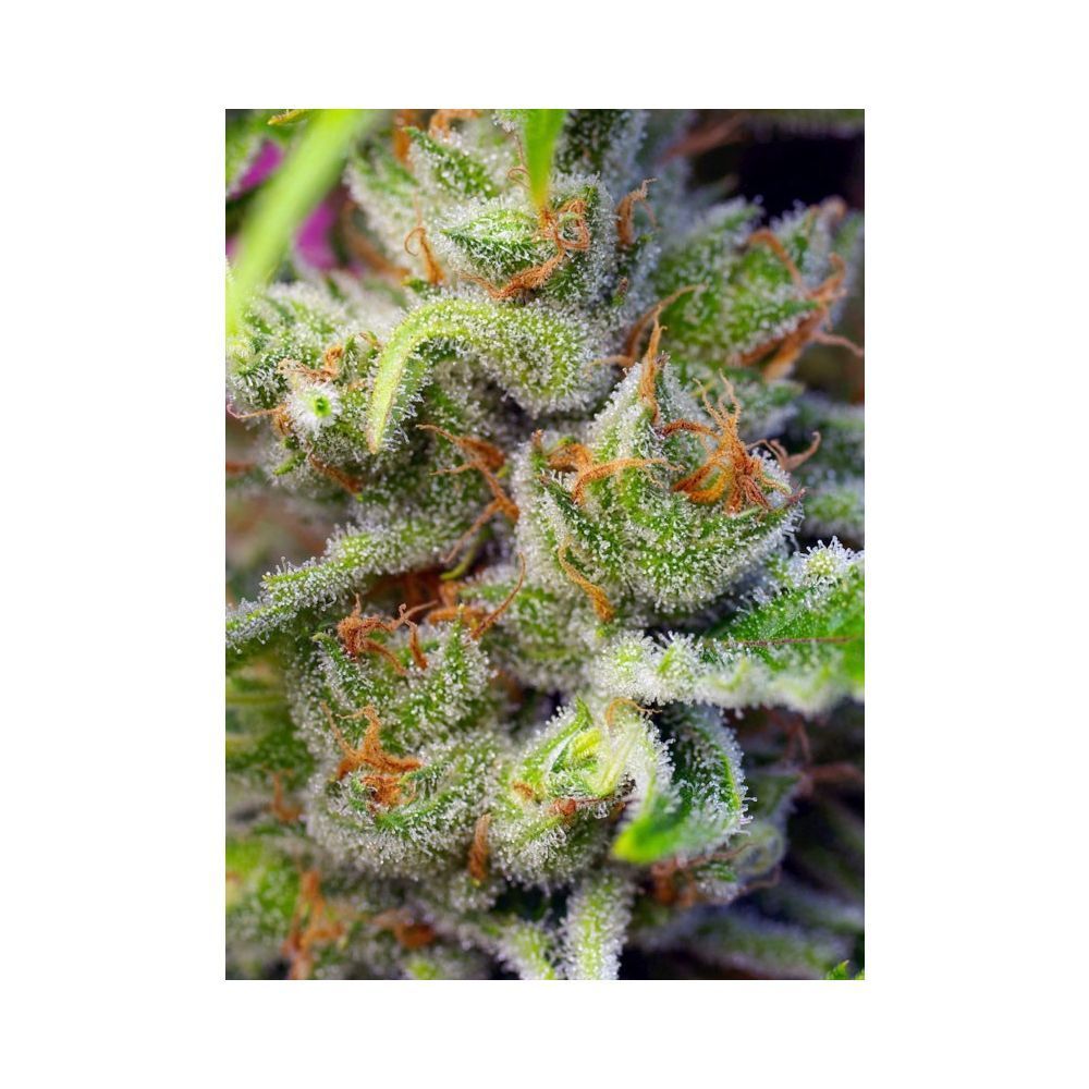 Sweet Seeds Gorilla Girl Feminisierte Hanfsamen