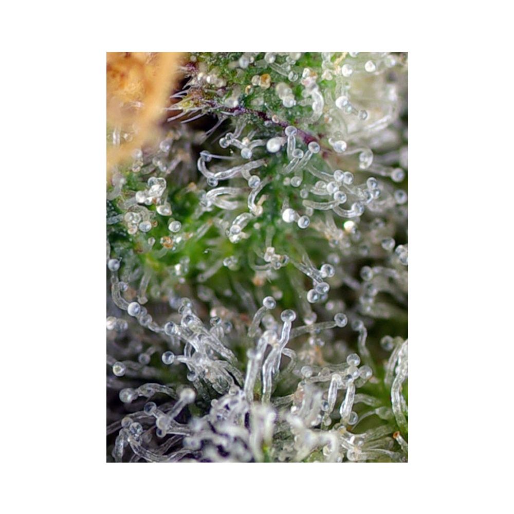 Sweet Seeds Gorilla Girl Feminisierte Hanfsamen