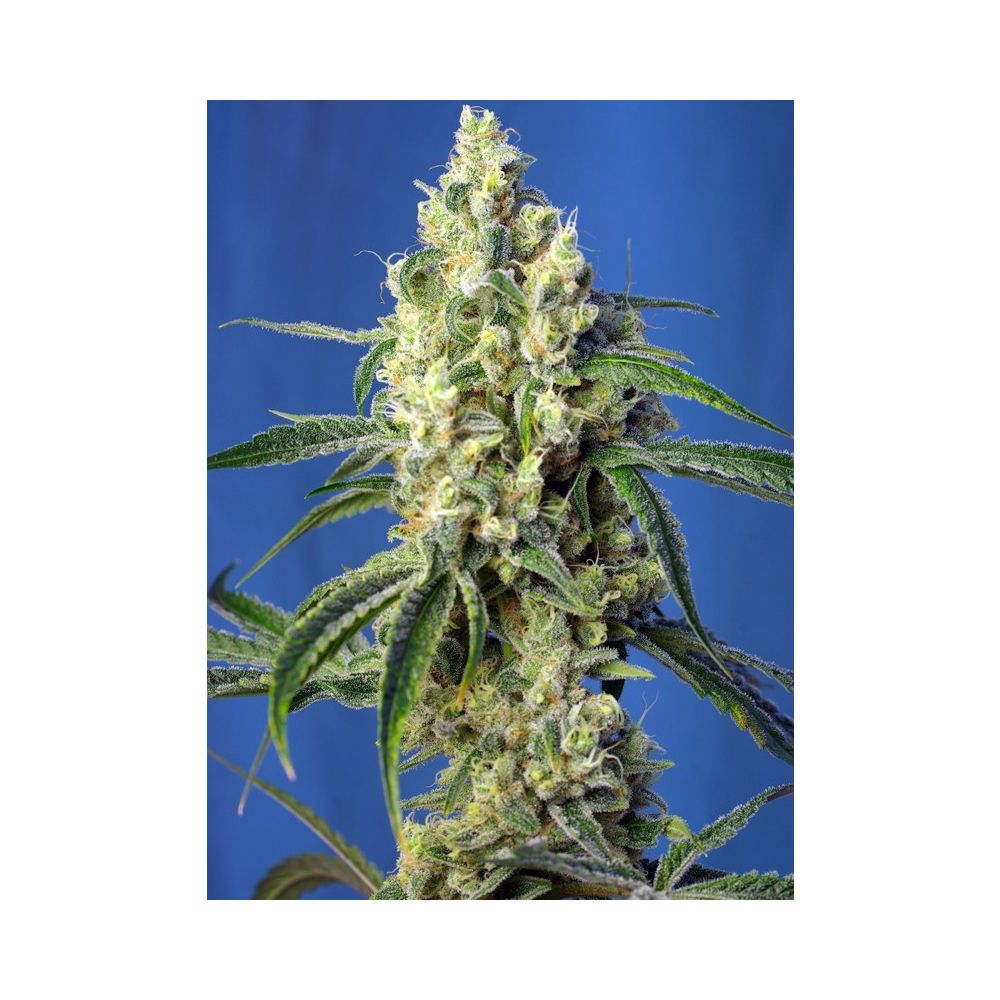 Sweet Seeds Green Poison CBD Feminisierte Hanfsamen