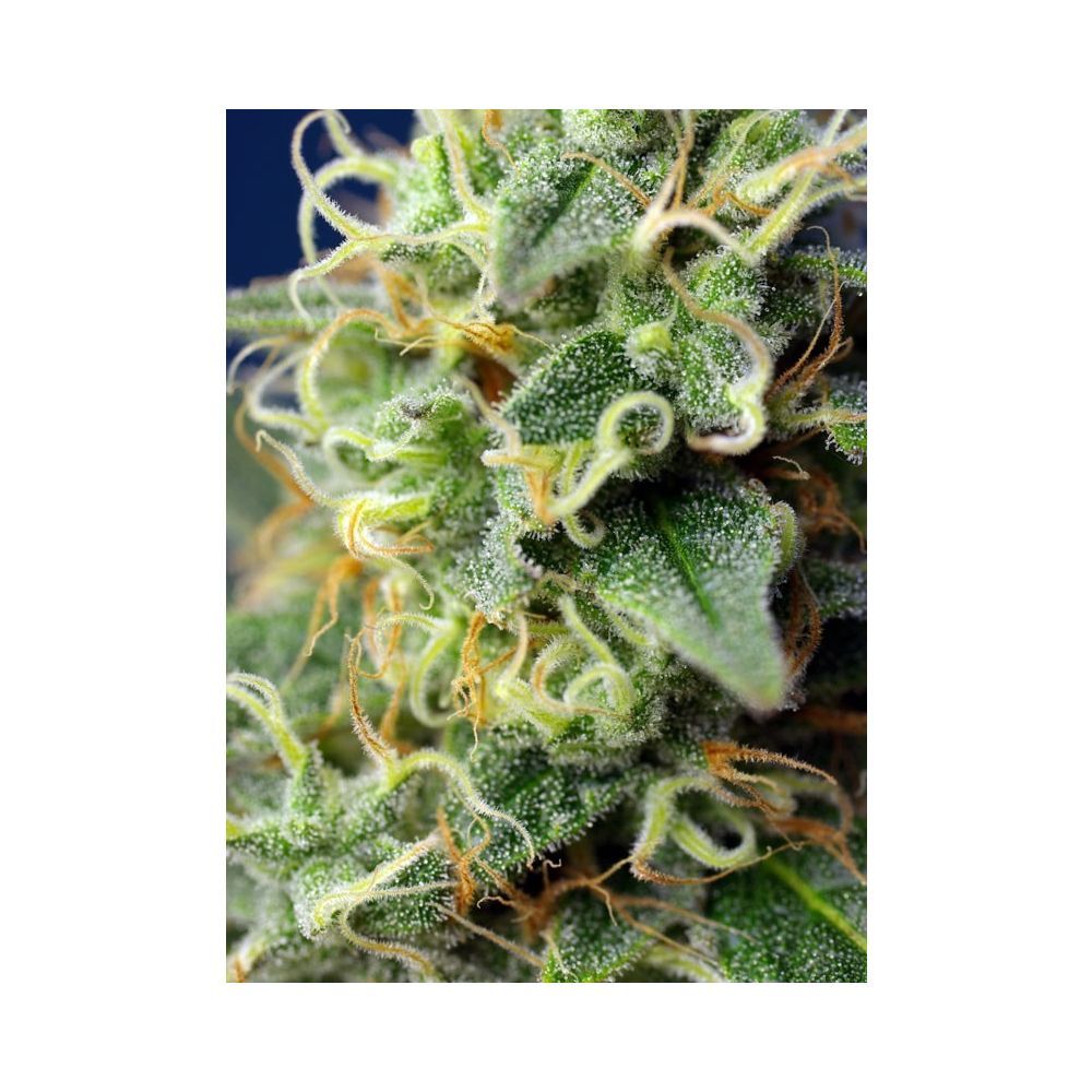 Sweet Seeds Green Poison CBD Feminisierte Hanfsamen