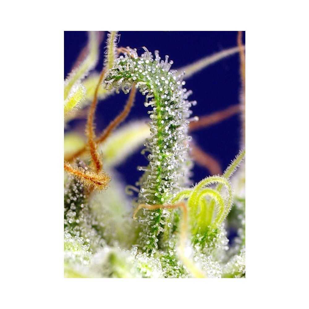Sweet Seeds Green Poison CBD Feminisierte Hanfsamen