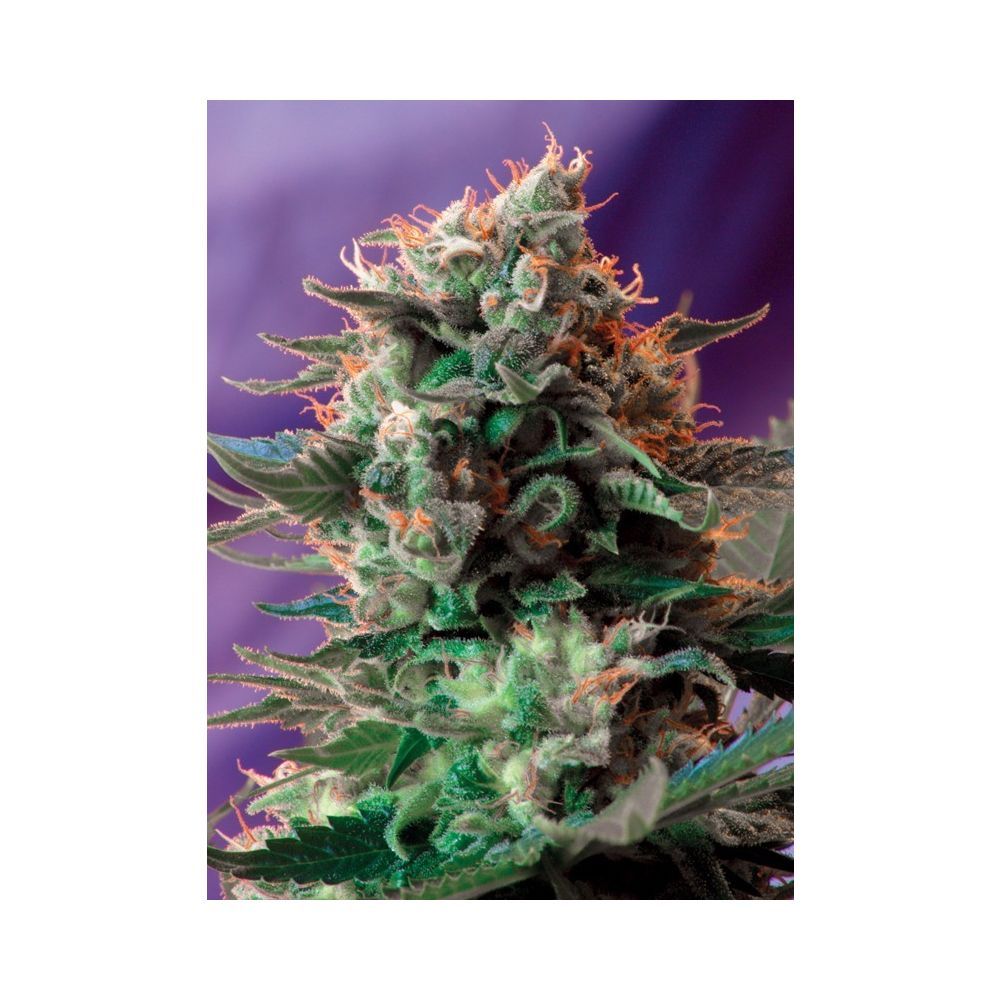 Sweet Seeds Jack 47 Feminisierten Hanfsamen