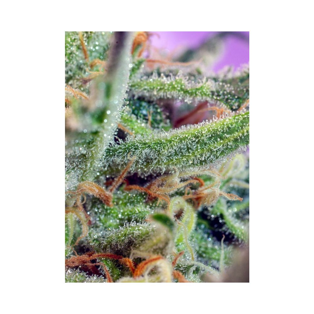Sweet Seeds Jack 47 Feminisierten Hanfsamen