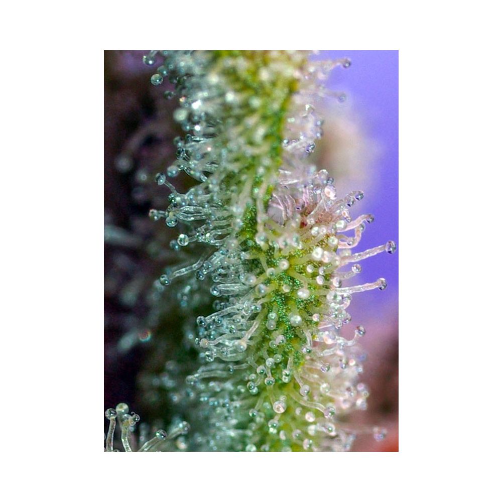 Sweet Seeds Jack 47 Feminisierten Hanfsamen