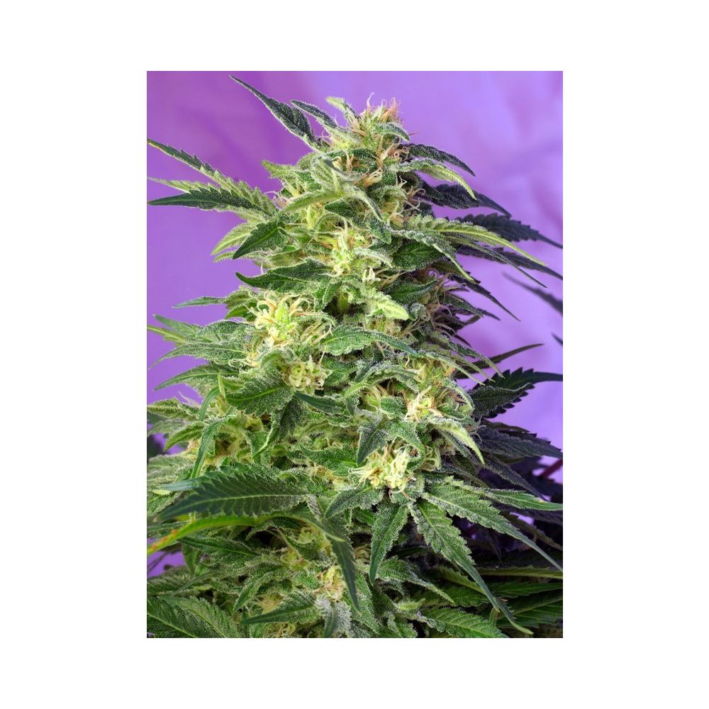 Sweet Seeds Killer Kush automatic Hanfsamen
