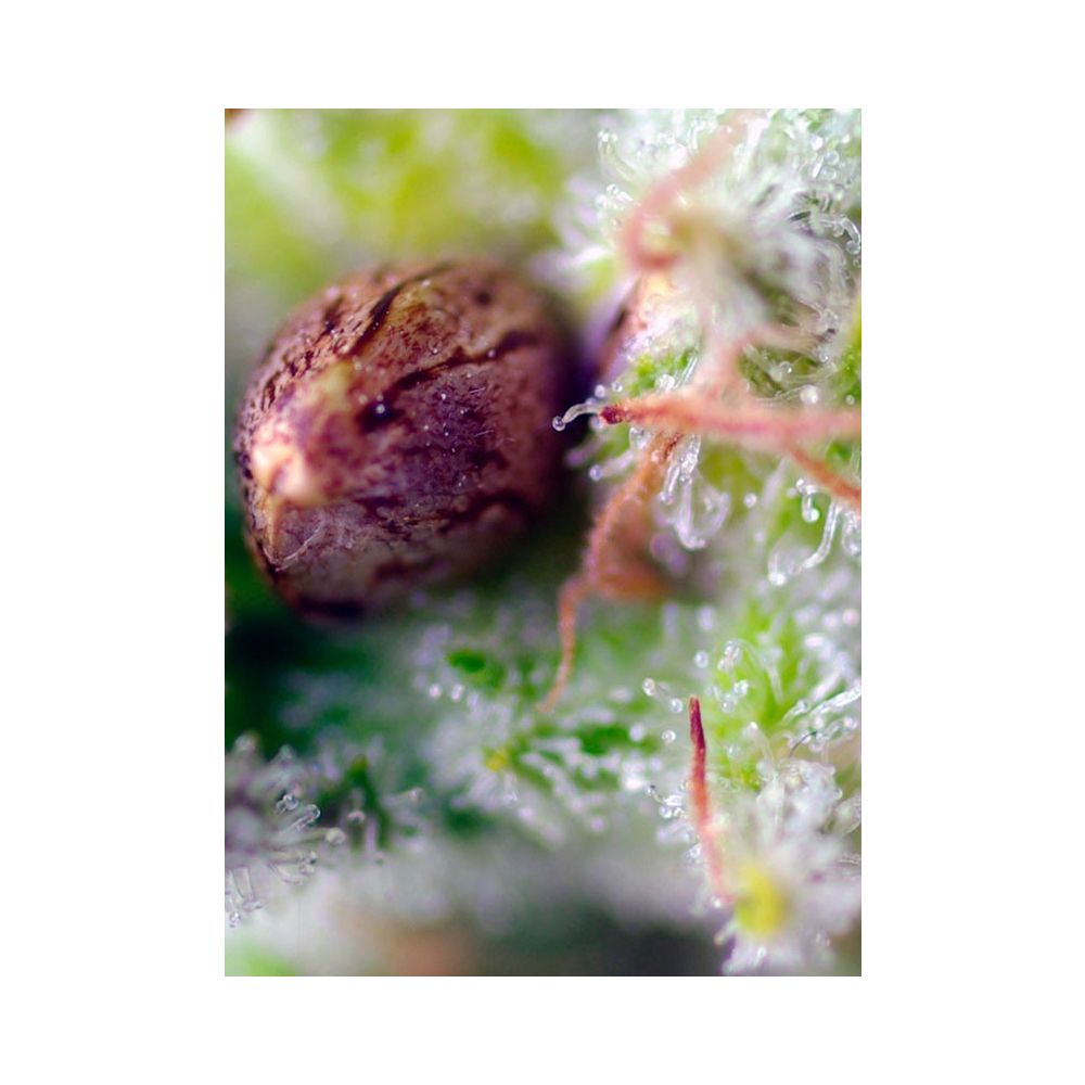 Sweet Seeds Killer Kush automatic Hanfsamen