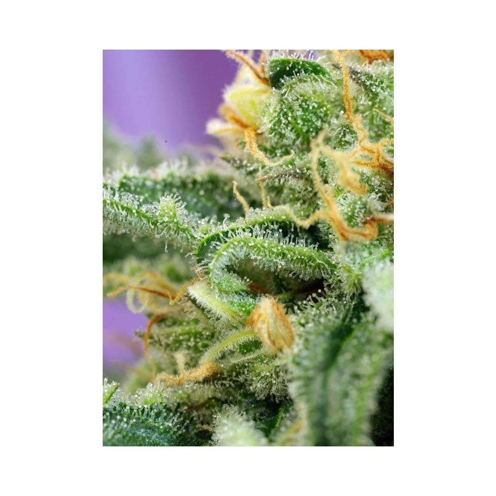Sweet Seeds Killer Kush automatic Hanfsamen