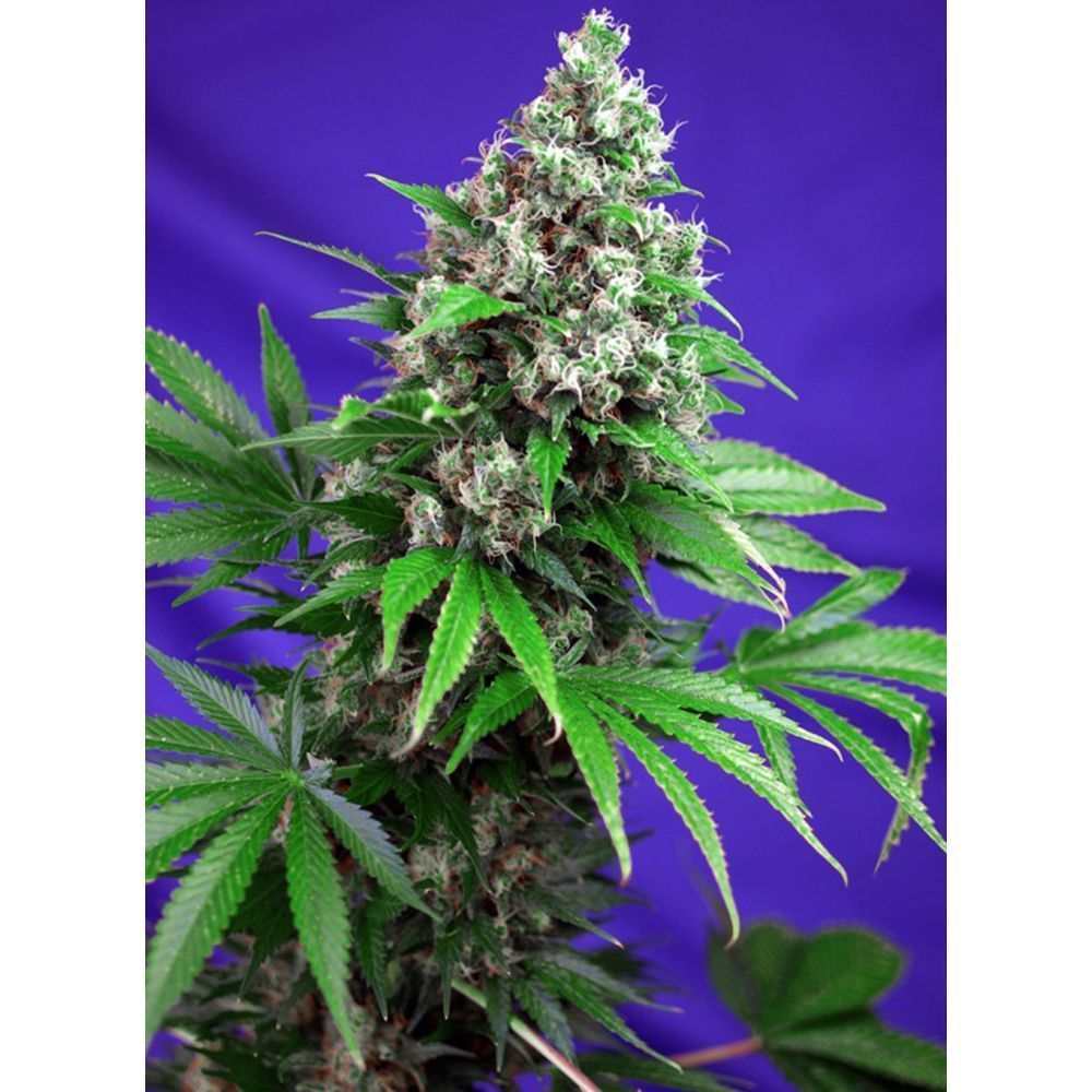 Sweet Seeds Killer Kush F1 Fast Feminisierte Hanfsamen Cannabisblüte