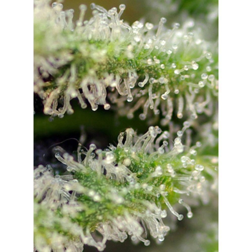 Sweet Seeds Killer Kush F1 Fast Feminisierte Hanfsamen Cannabisblüte