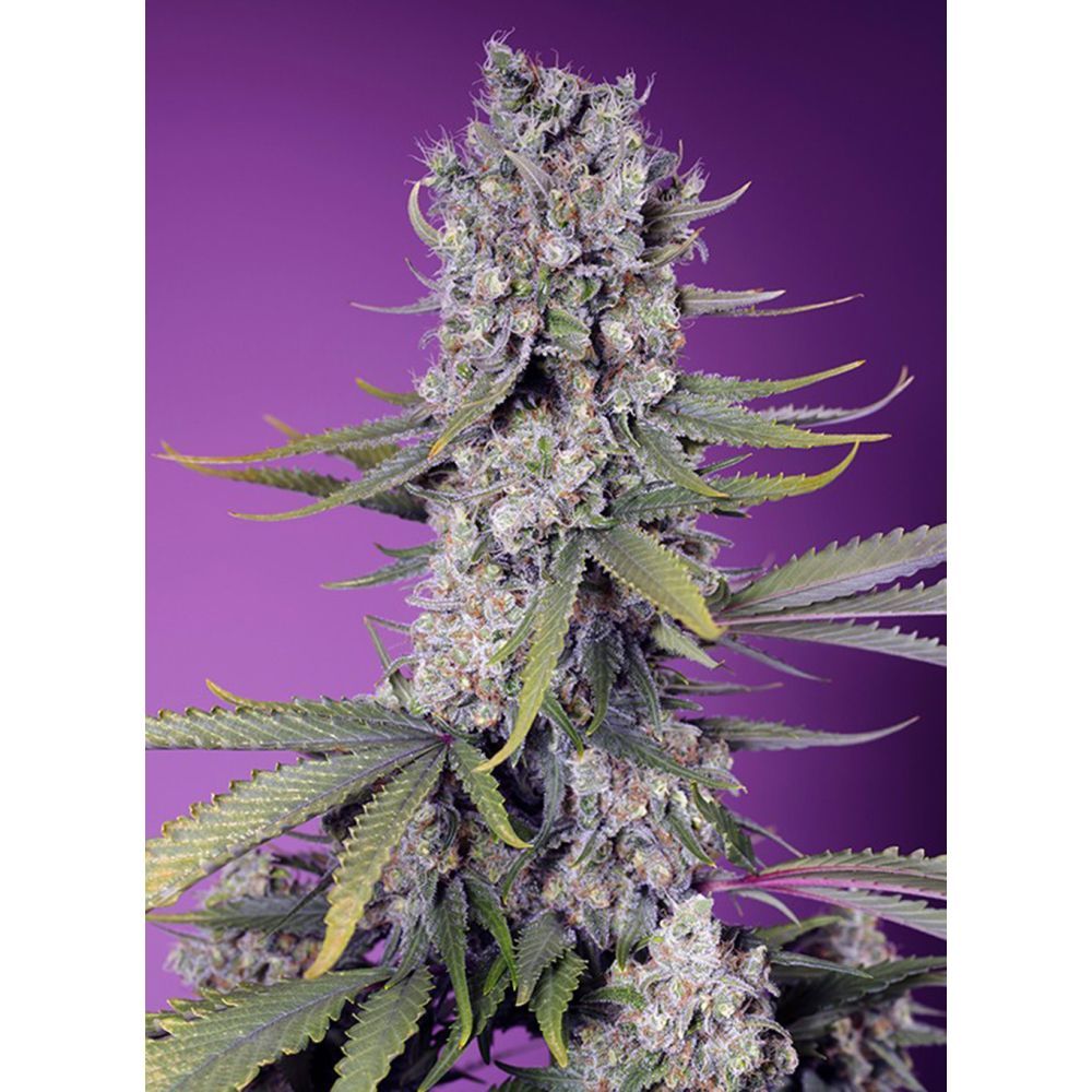 Sweet Seeds Papaya Zoap F1 Fast Feminisierte Hanfsamen Cannabisblüte
