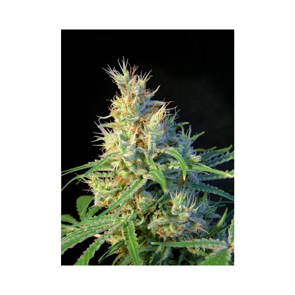 Sweet Seeds Psicodelicia Femenisierte Hanfsamen