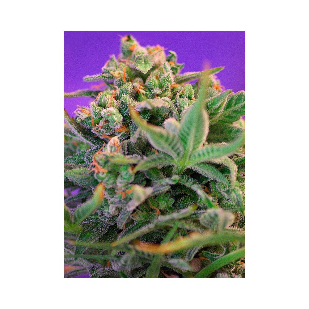 Sweet Seeds Sweet Cheese F1 Fast Version Feminisierte Hanfsamen