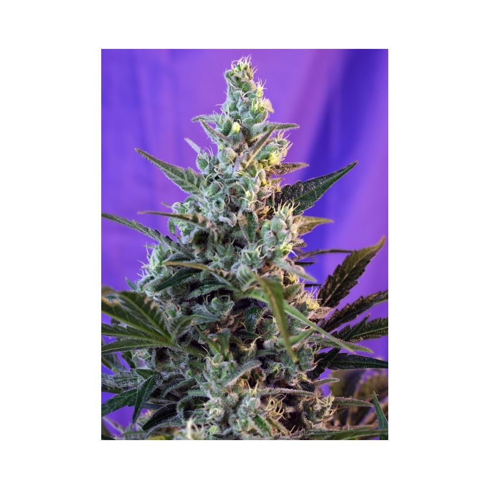 Sweet Seeds Sweet Skunk automatic Hanfsamen