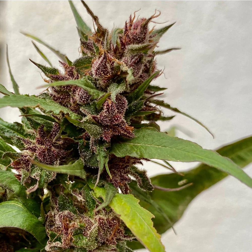 TerpyZ Mutant Genetics Sour Curry AD Reguläre Hanfsamen