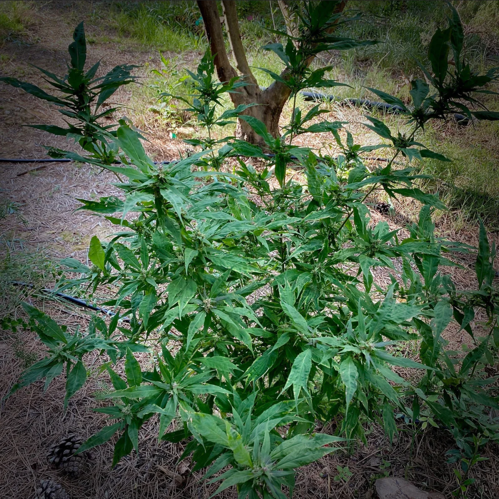 TerpyZ Mutant Genetics Sour Curry AD Reguläre Hanfsamen