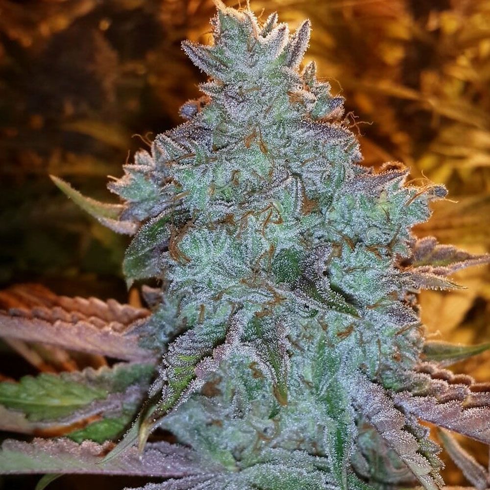 The Cali Connection Girl Scout Cookies Feminisierte Hanfsamen Blüte