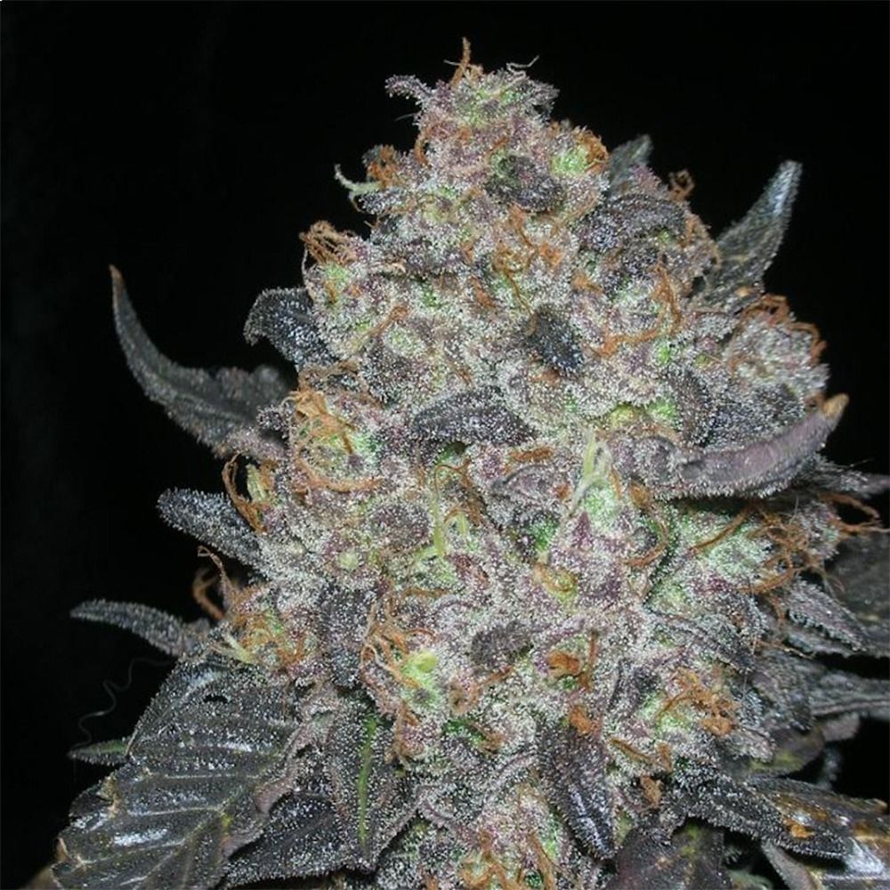 The Cali Connection Black Water Feminisierte Hanfsamen Blüte