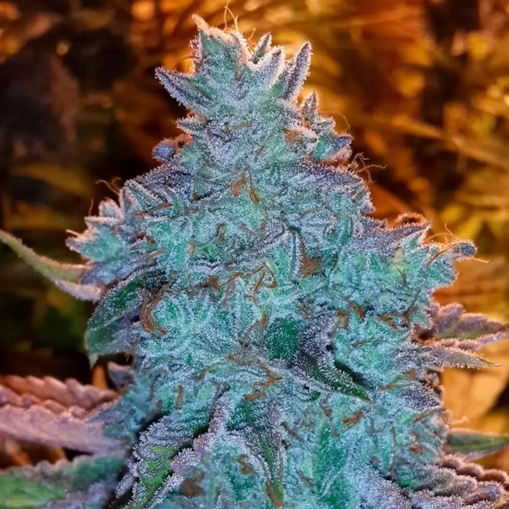 The Cali Connection Girl Scout Cookies Automatic Hanfsamen Blüte