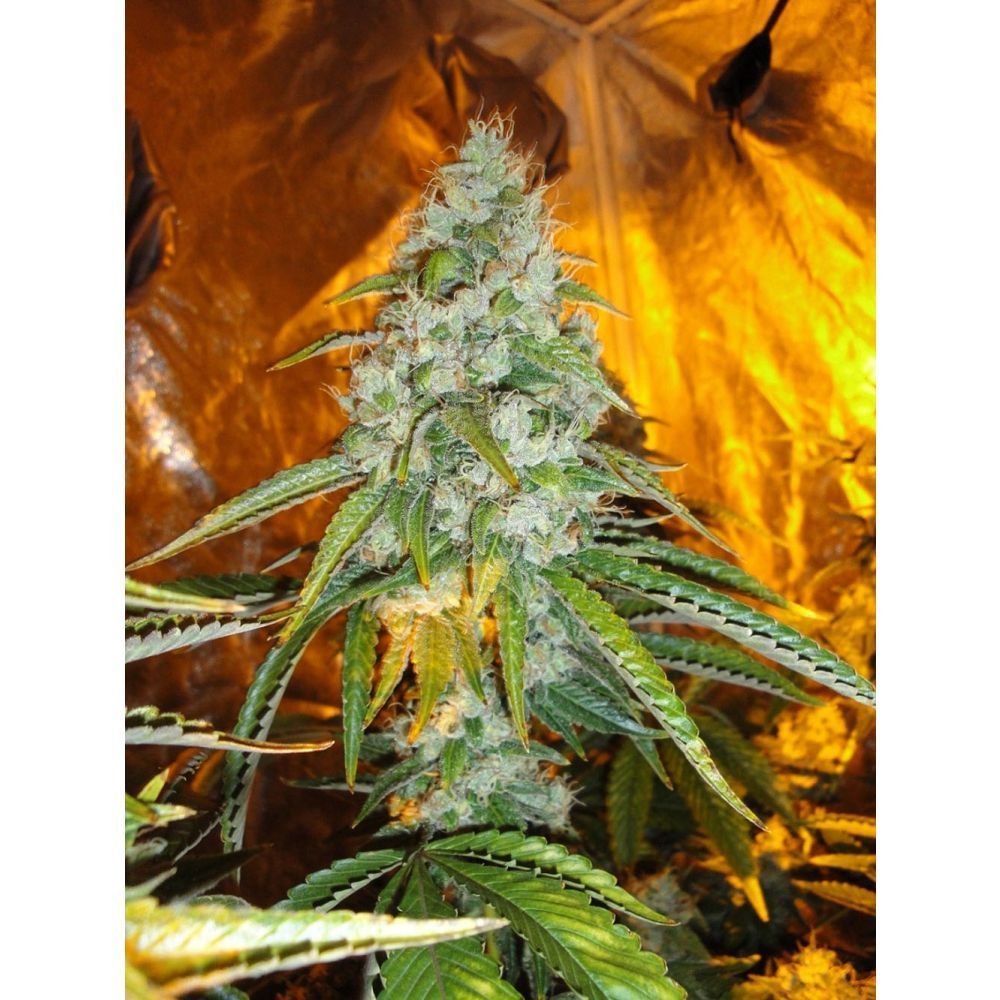 The Cali Connection Original Sour Diesel Feminisierte Hanfsamen Blüte