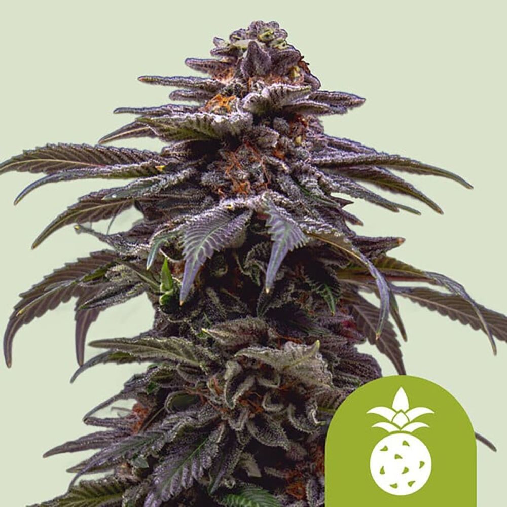 Royal Queen Seeds Tropicana Cookies Purple Automatic Feminisierte Hanfsamen