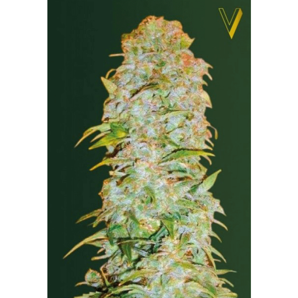 Victory Seeds Amnesia Haze automatic Hanfsamen Blüte