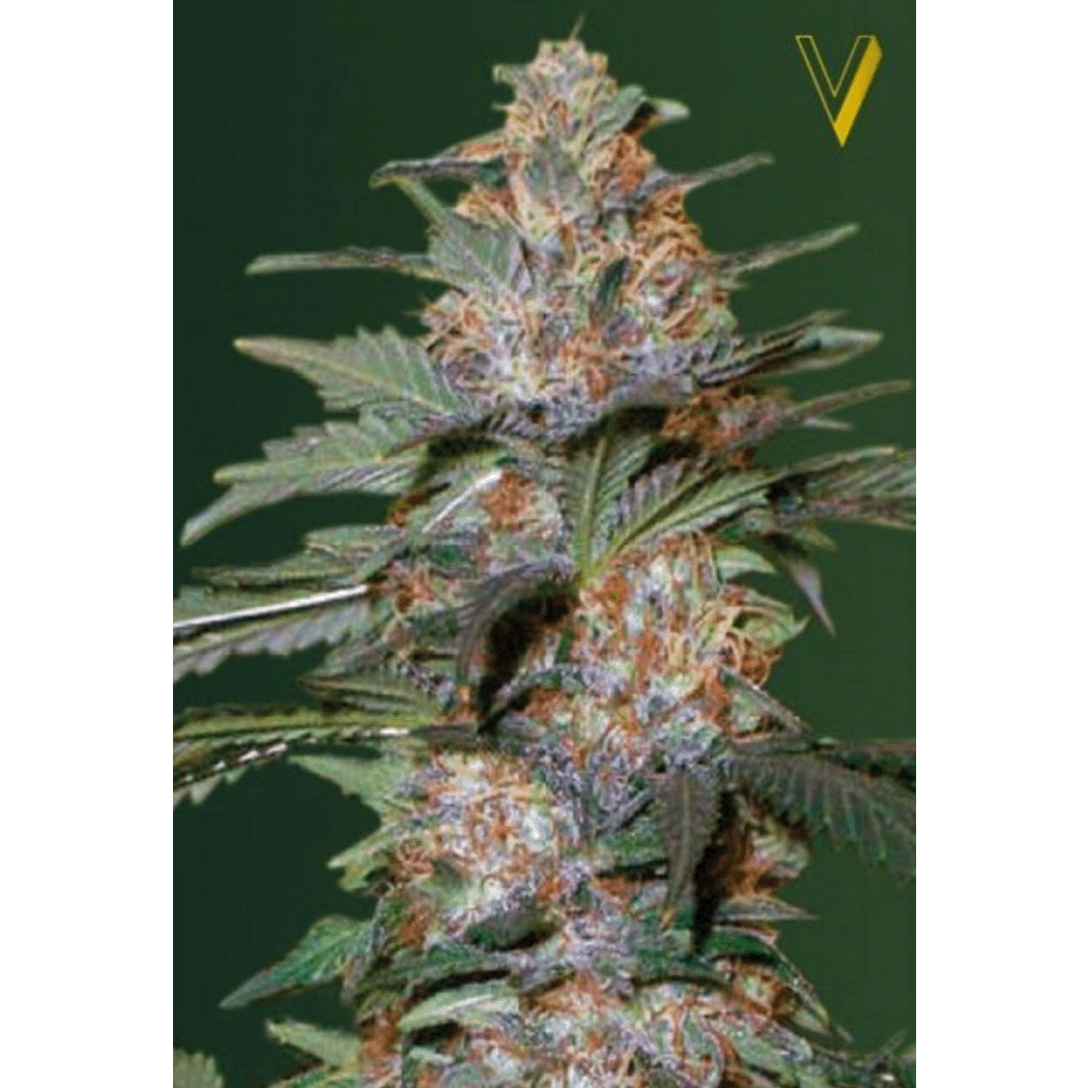 Victory Seeds Caramelino automatic Hanfsamen Blüte