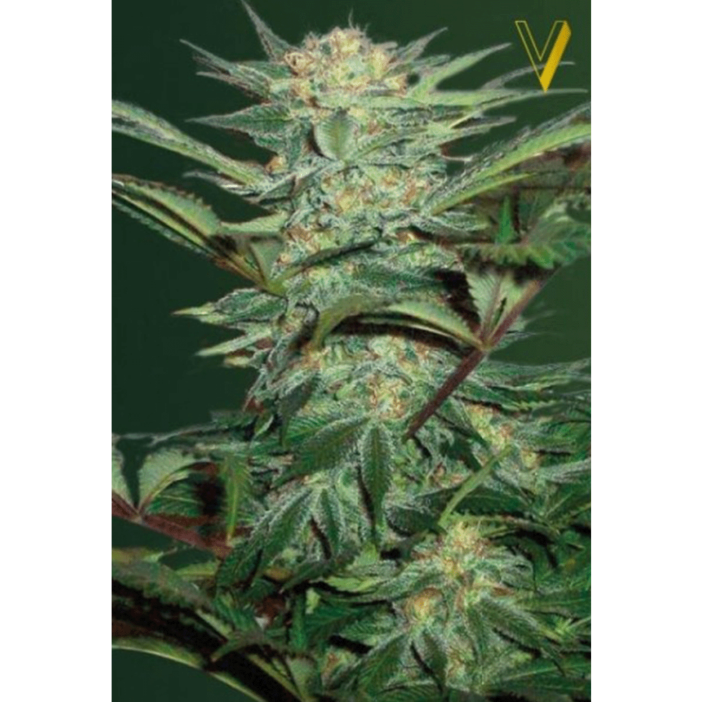 Victory Seeds White Widow automatic Hanfsamen Blüte