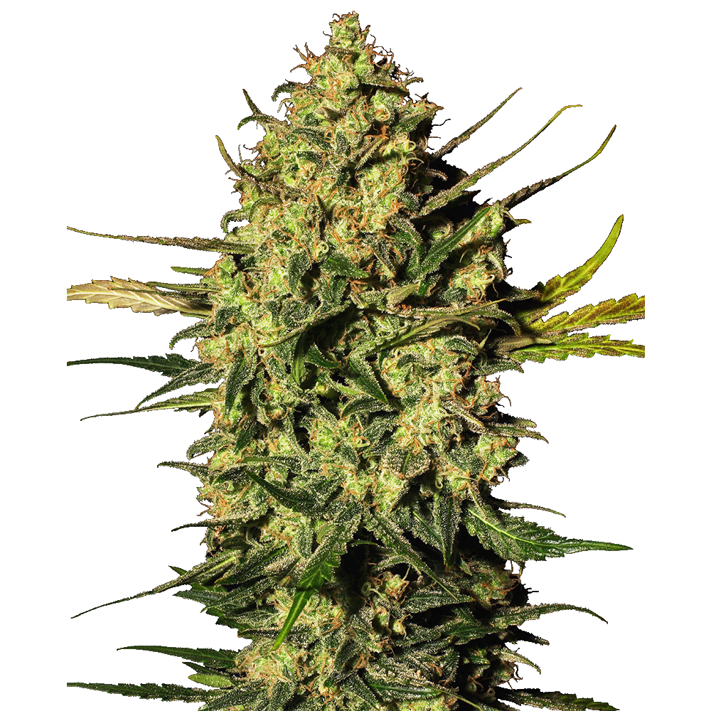 White Label Master Kush automatic Hanfsamen Blüte