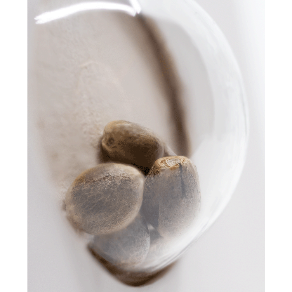 White Label Master Kush automatic Hanfsamen Nahaufnahme