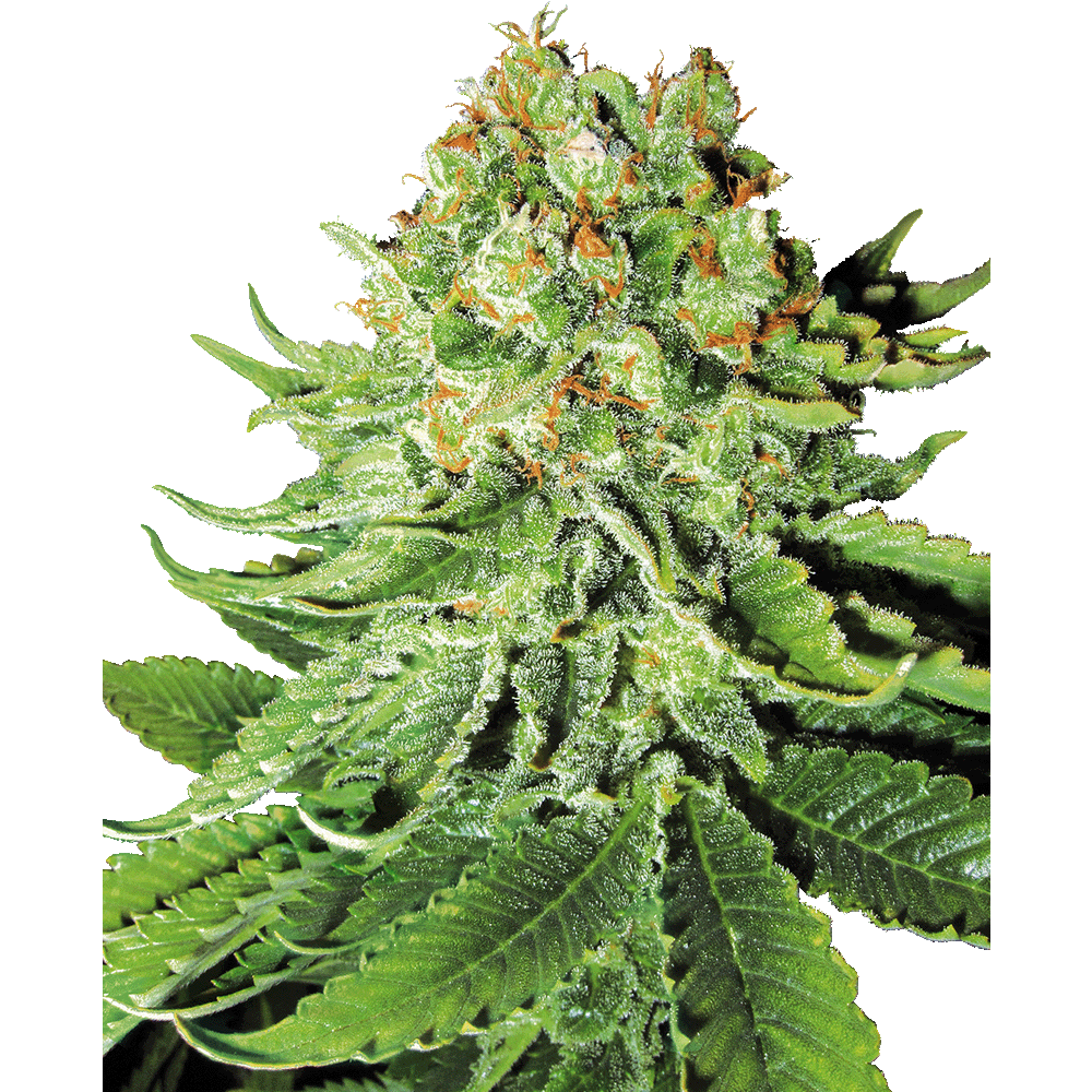 White Label Northern Lights automatic Hanfsamen Blüte