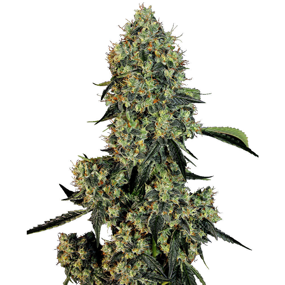 White Label OG Kush feminisierte Hanfsamen Blüte