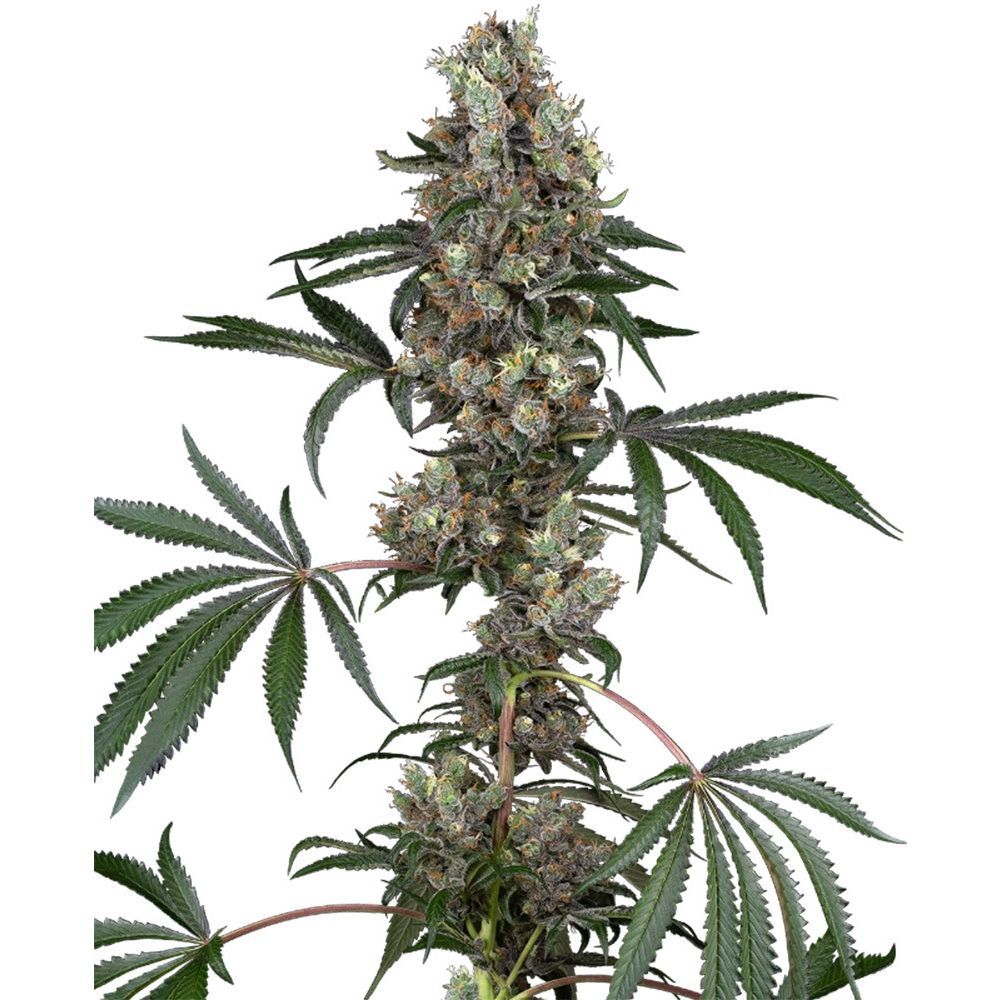 White Labes Seed Co Chemberries Feminisierte Hanfsamen Cannabisblüte