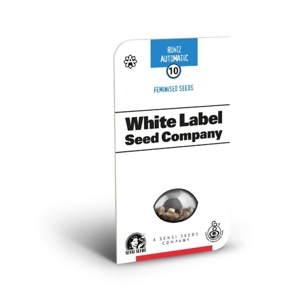 White Labes Seed Co Runtz Automatic Hanfsamen Cannabisblüte
