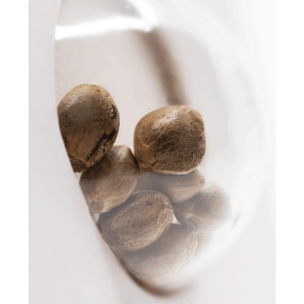 White Label Skunk #1 automatic Hanfsamen Nahaufnahme