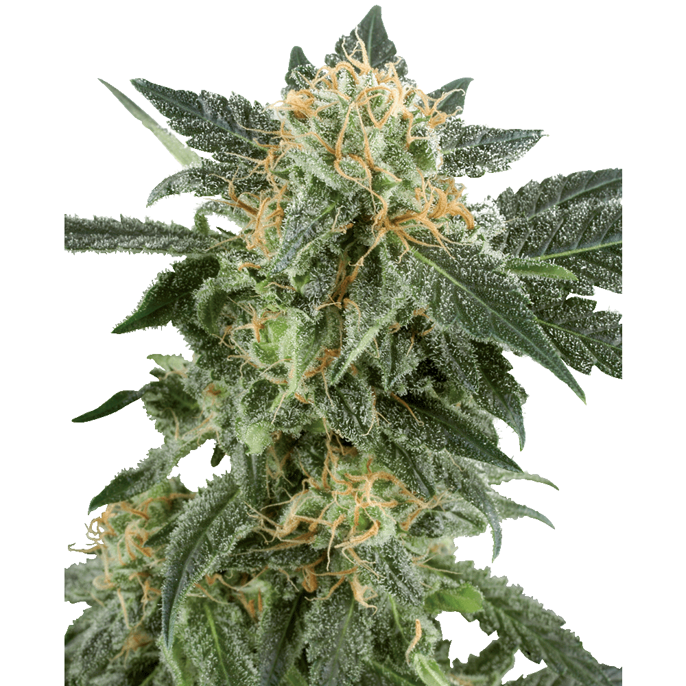 White Label Snow Ryder automatic Hanfsamen Blüte