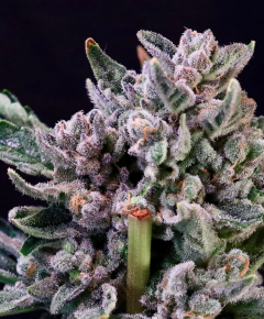Gelato 41 Fast Feminisiert