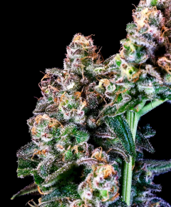 Purple Punch Feminisiert