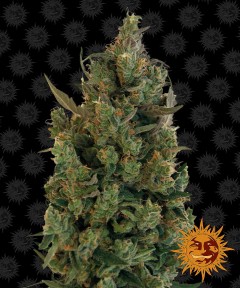 Blue Cheese Feminisiert