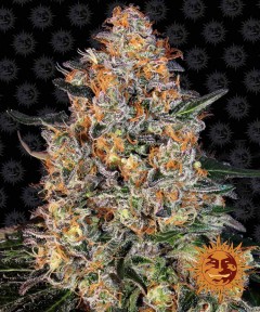 Bubba Kush Feminisiert