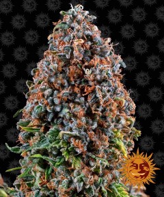 Critical Kush Feminisiert