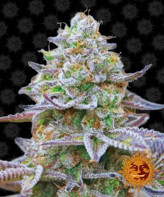 Gorilla Zkittlez Feminisiert