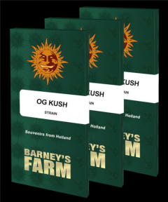 OG Kush Feminisiert