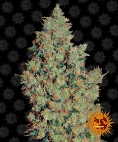Tangerine Dream Feminisiert