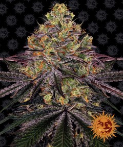 Watermelon Zkittlez Feminisiert
