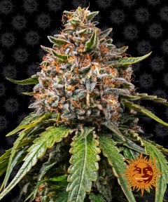 White Widow XXL Feminisiert