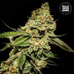 Bruce Banner #5 Feminisiert