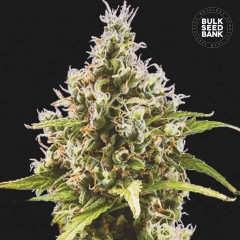 Amnesia Haze Auto