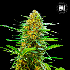 Banana Monkey Auto